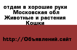 отдам в хорошие руки - Московская обл. Животные и растения » Кошки   